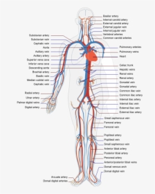 Circulatory Human System - Cardiovascular System Diagram Unlabeled, HD Png Download, Transparent PNG