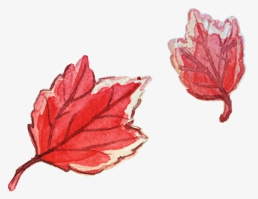 Here Are Some Watercolor Leaves For The Fall - Maple Leaf, HD Png Download, Transparent PNG