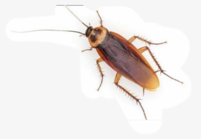 Periplaneta Australasiae Ve Periplaneta Americana , - Water Bugs, HD Png Download, Transparent PNG