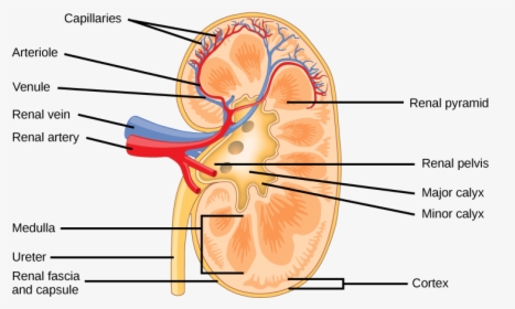 Nephron Drawing Outline - Kidney Structure, HD Png Download, Transparent PNG