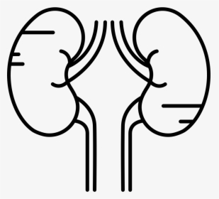 Two Kidneys - Kidneys Black And White, HD Png Download, Transparent PNG