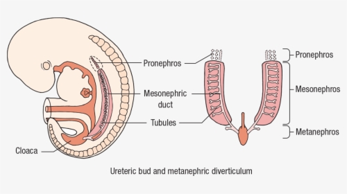 Diagram, HD Png Download, Transparent PNG