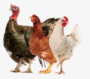 Productanimals Layout Poultry01 - Rooster, HD Png Download, Transparent PNG