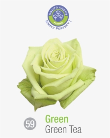 Rosa Variedad Green Tea, HD Png Download, Transparent PNG