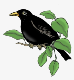 Blackbird, HD Png Download, Transparent PNG