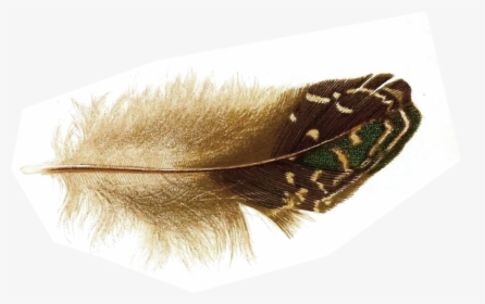 Bird Feather, HD Png Download, Transparent PNG
