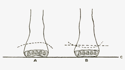 Foot Care And Shoe Fitting-fig5 Cross Section Of Feet - Metatarsal Bones Forming Anterior Arch, HD Png Download, Transparent PNG