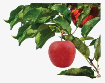 Apple, HD Png Download, Transparent PNG