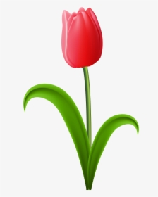 Gambar Bunga Tulip Red Tulip Transparent Png Clip Art - Tulip Clipart Transparent, Png Download, Transparent PNG