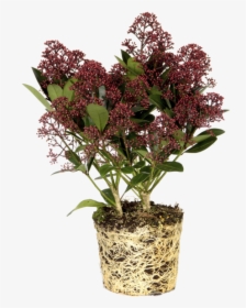 Japanese Skimmia - Flowerpot, HD Png Download, Transparent PNG