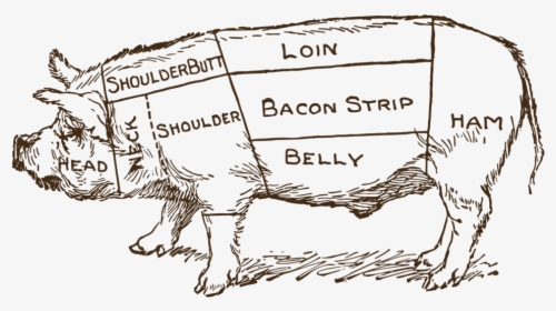 Pork Drawing Pig Butcher - Butcher Cuts Of Pig Antique, HD Png Download, Transparent PNG
