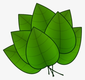 Clip Art Da Maconha Em Quero - Parts Of Plants Leaves, HD Png Download, Transparent PNG