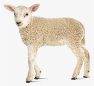 Oregon Sheep Commission - Sheep, HD Png Download, Transparent PNG