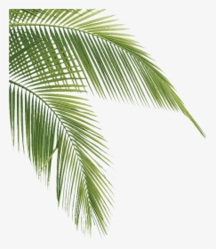 After Three Decades In Business, We Ve Discovered The - Transparent Palm Tree Leaves, HD Png Download, Transparent PNG