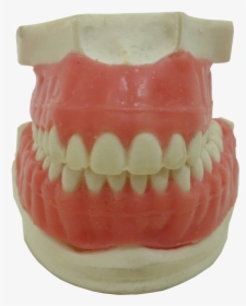 Tooth, HD Png Download, Transparent PNG