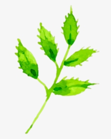 #galho #galhoverde #folha #folhas #🌿 #leaf #twigs - Rose, HD Png Download, Transparent PNG