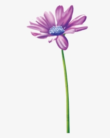 Thinking Of You Flower Clipart Tube Clip Art Stationery - African Daisy, HD Png Download, Transparent PNG
