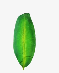 Folha De Bananeira - Ensete, HD Png Download, Transparent PNG