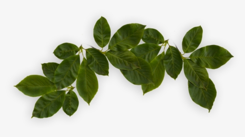 Houseplant, HD Png Download, Transparent PNG