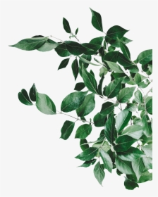 Folhas Png, Transparent Png, Transparent PNG