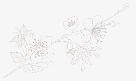 Honeysuckle, HD Png Download, Transparent PNG