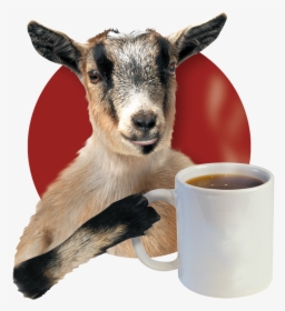 Current Goat Blank Mug - Crazy Mocha Pittsburgh, HD Png Download, Transparent PNG