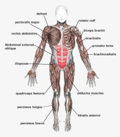 Skeletal System Muscles, HD Png Download, Transparent PNG
