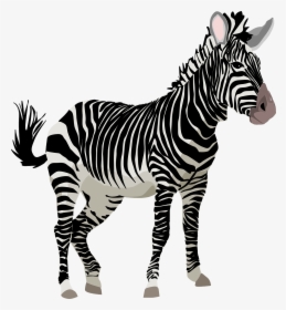 Zebra, África, Animal, Safari, Jardim Zoológico - Zebra Transparent, HD Png Download, Transparent PNG