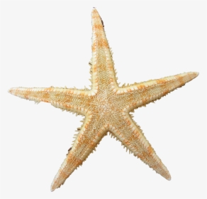 Yellow Clipart Sea Star - Starfish Png, Transparent Png, Transparent PNG