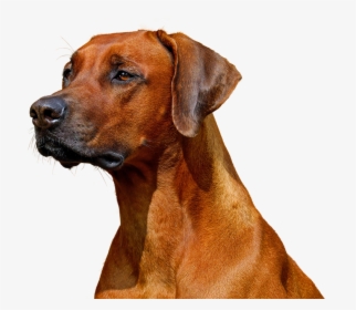 Rhodesian Ridgeback Lying Down Transparent Background, HD Png Download, Transparent PNG