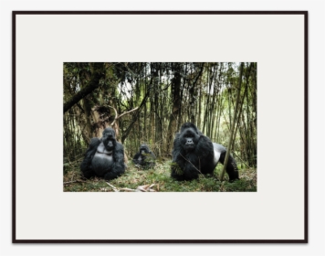 Family Portrait Chris Schmid - Gorilla, HD Png Download, Transparent PNG