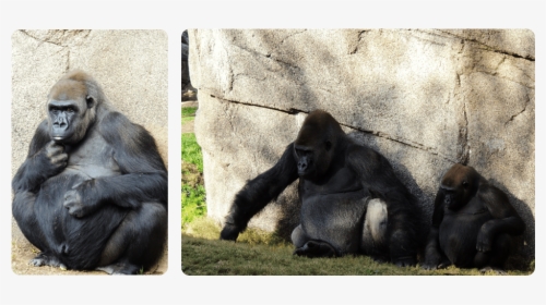 Gorillas - Western Lowland Gorilla, HD Png Download, Transparent PNG