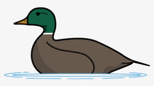 Mallard, HD Png Download, Transparent PNG
