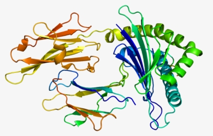 Human Leukocyte Antigen Hla Protein, HD Png Download, Transparent PNG