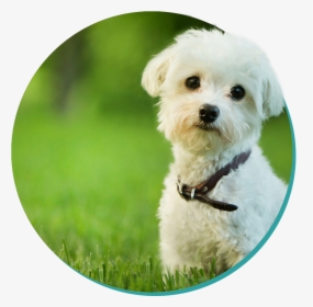 Cute Professional Dog, HD Png Download, Transparent PNG