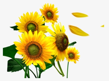 Transparent Flower Petals Png - Sunflower Petal Png, Png Download, Transparent PNG