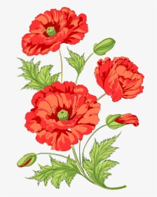 Flowers Common Opium Watermelon - Imieniny Marioli, HD Png Download, Transparent PNG