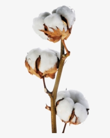 Stem Of Cotton Plant, HD Png Download, Transparent PNG