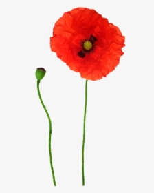 Opium Flower Red Transprent Png Free Download - Poppy Flowers Png, Transparent Png, Transparent PNG