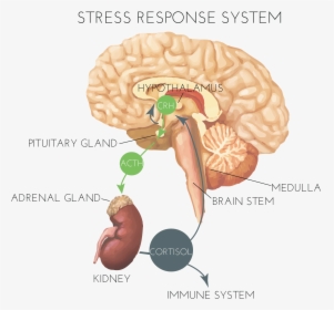 Hormones And Stress - Brain Stress Response System, HD Png Download, Transparent PNG