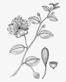 Caper Vector Black And White, HD Png Download, Transparent PNG