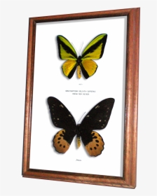 Wildwood Insects Framed Goliath Supremus Birdwing Butterfly - Brush-footed Butterfly, HD Png Download, Transparent PNG