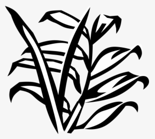 Vector Illustration Of Arecaceae Palm Tree Botanical, HD Png Download, Transparent PNG