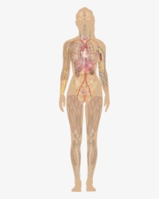 Transparent Muscular System Png - Human Diagram Without Labels, Png Download, Transparent PNG