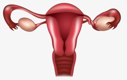 A Woman S Reproductive System - Dysfunctional Uterine Bleeding, HD Png Download, Transparent PNG