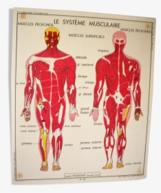 Poster School Nightingale The Muscular System, The - Carte Corps Humain Vintage, HD Png Download, Transparent PNG