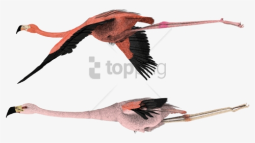 Flying Png - File - Starling-flying - Flying Flamingo, Transparent Png, Transparent PNG