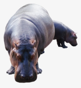 Hippopotamus, HD Png Download, Transparent PNG