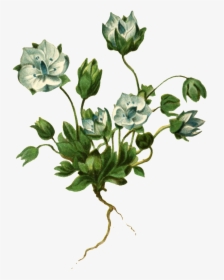Realistic Hand Painted Plant With Roots And Transparent - Plants, HD Png Download, Transparent PNG