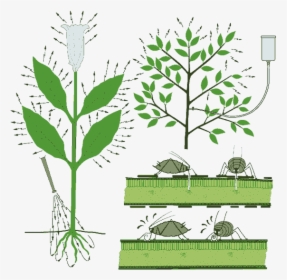 Graphic Of Systemic Insecticides Being Applied To Roots - Tree, HD Png Download, Transparent PNG